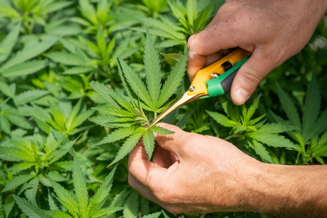 A Primer on Missouri AHC Appeals of Medical Marijuana Cultivation License Denials