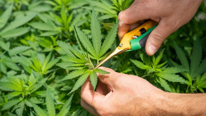 A Primer on Missouri AHC Appeals of Medical Marijuana Cultivation License Denials