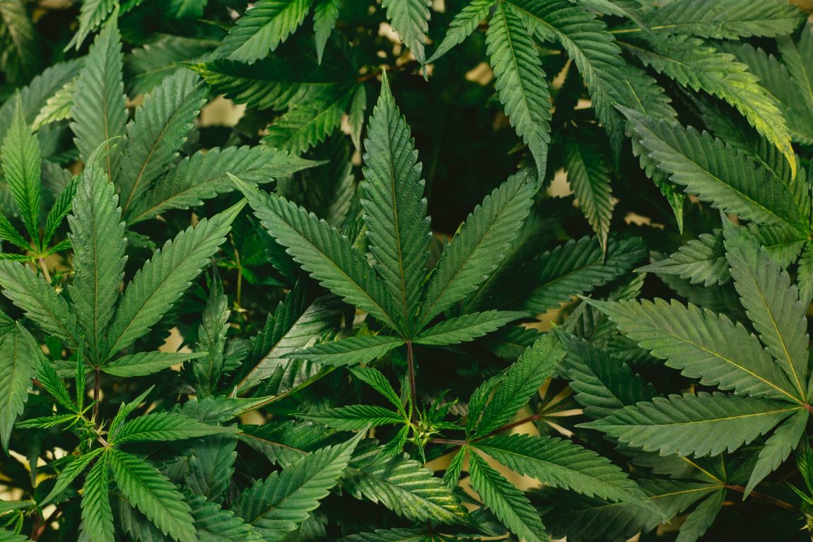 The Business Journal Features Braden Perry in Medical Marijuana Cash Seizure in Kansas Article